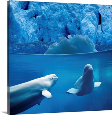 Belugas Underwater With View Of A Glacier