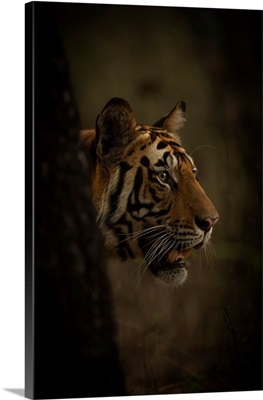 Bengal Tiger Pokes Its Head Past A Tree In A Forest, Madhya Pradesh, India