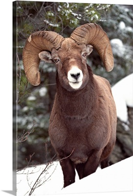 Bighorn Sheep, Maligne Canyon, Alberta, Canada