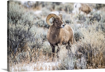 Bighorn Sheep Ram Stands In A Meadow Near Yellowstone National Park, Wyoming, USA
