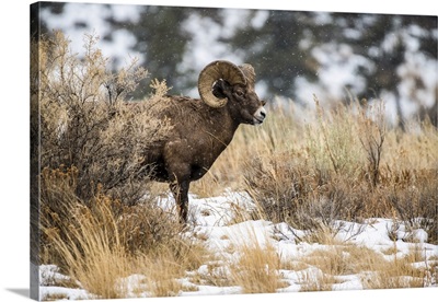 Bighorn Sheep Ram Stands In A Sagebrush Meadow On A Snowy Day, Wyoming, USA