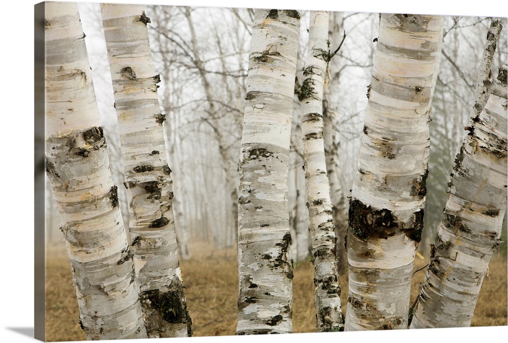 Birch Trees In The Fog In Early Spring, Ontario, Canada