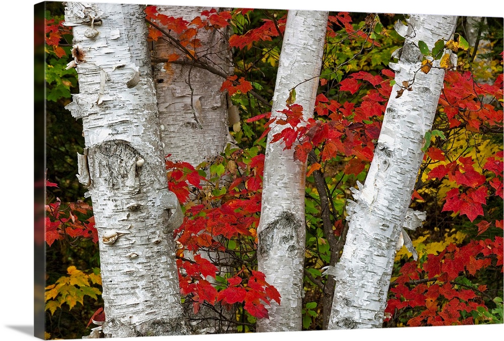 Birch Trees Surrounded By Red Maple Leaves In Algonquin Park, Ontario, Canada