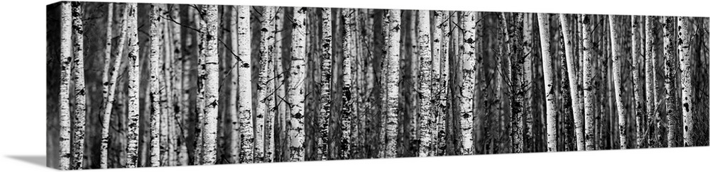 Birch Trees; Thunder Bay, Ontario, Canada
