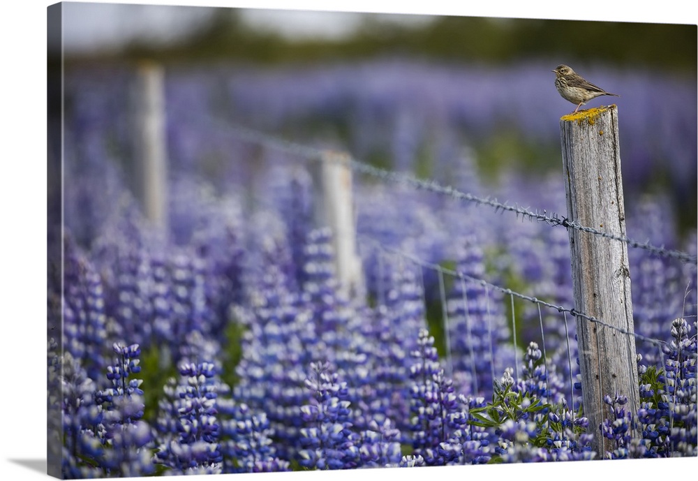 Bird on a fence with lupines in the Icelandic landscape, Snaefellsness Peninsula; Iceland