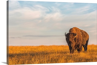 Bison (bison bison), Grasslands National Park; Saskatchewan, Canada