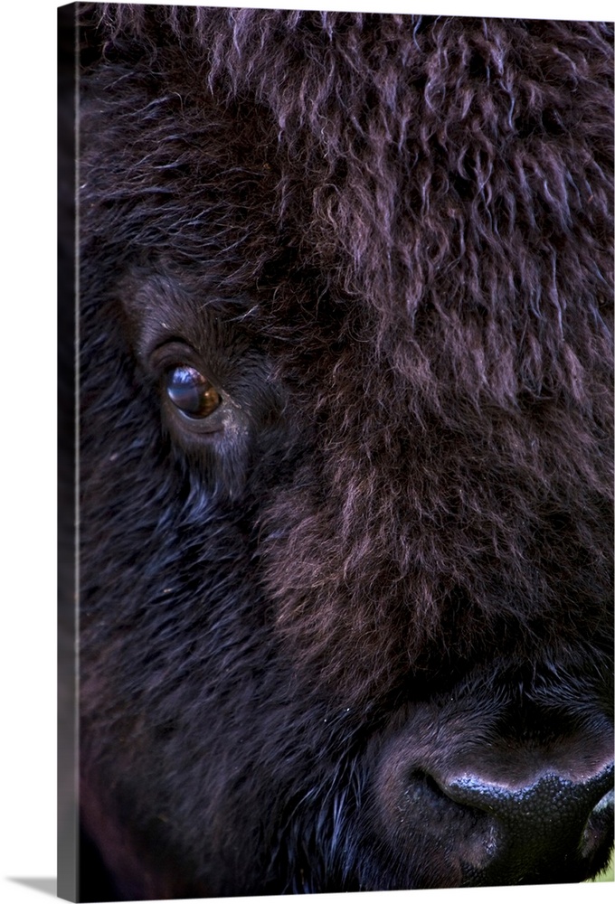 Bison, Close Up