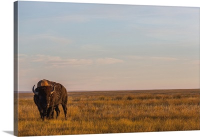 Bison, Grasslands National Park, Saskatchewan, Canada