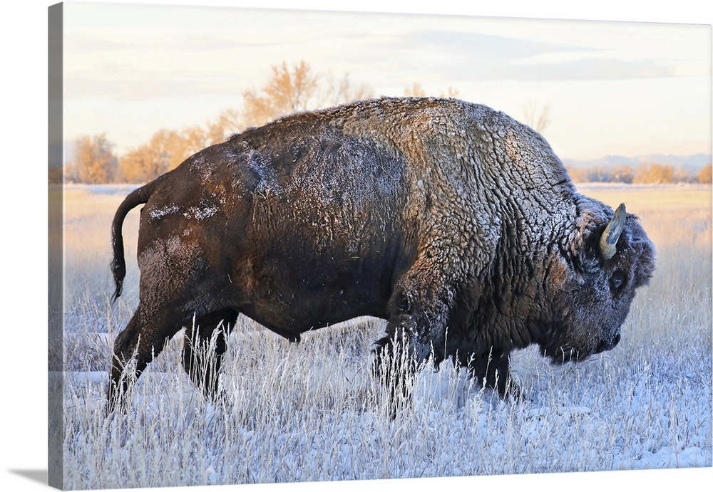 Bison (Bison bison) standing in a frozen field in autumn with frost on it's hair, Grand Teton National Park, Wyoming, Unit...