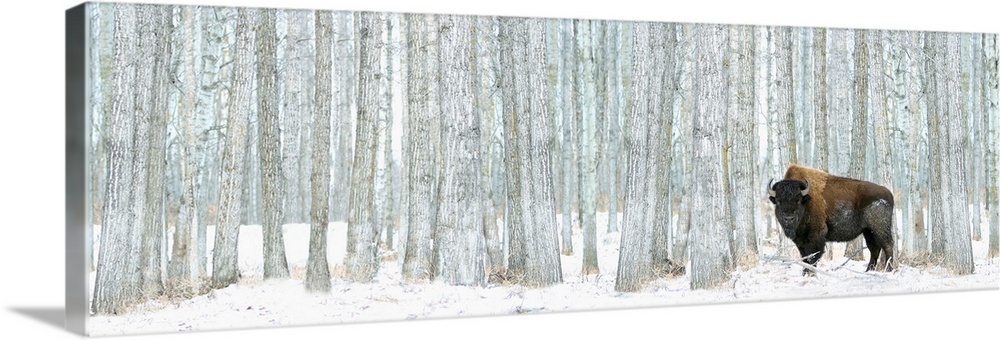 This panoramic photograph of a lone bison standing in front of a stand of white poplar trees is a majestic statement piece...