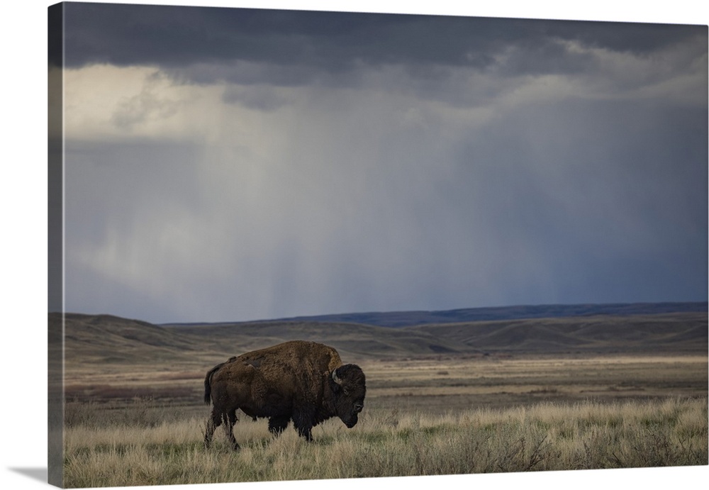 Bison (bison bison) walking in the prairies, Grasslands National Park, Saskatchewan, Canada