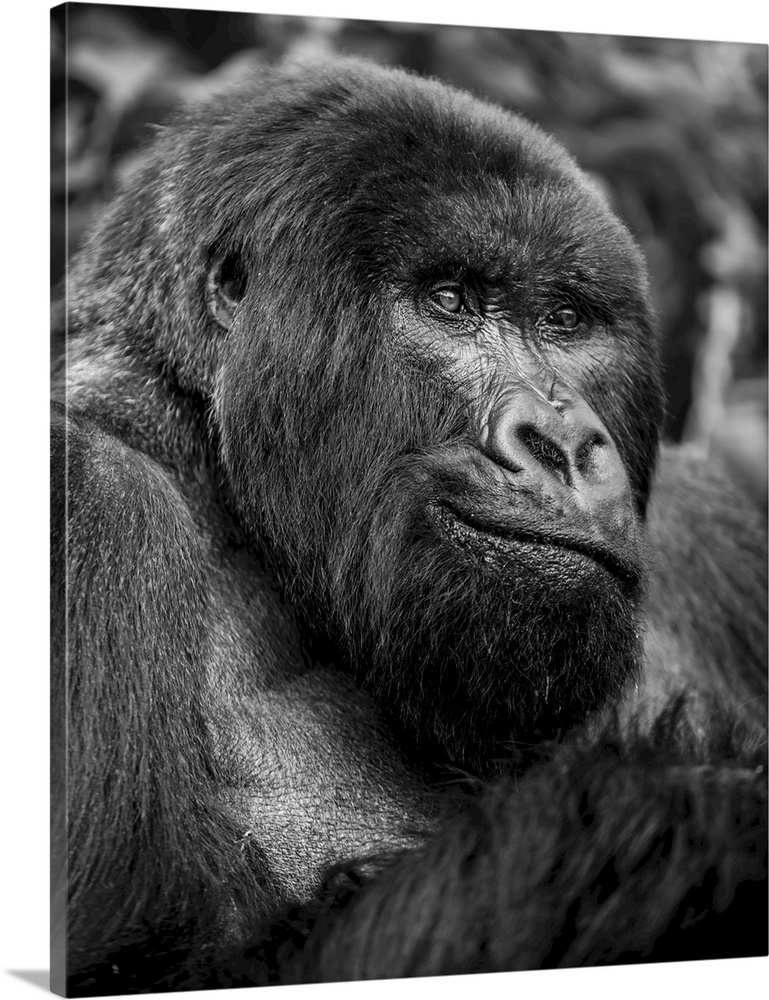 Black and white close-up portrait of a gorilla, northern province, Rwanda.