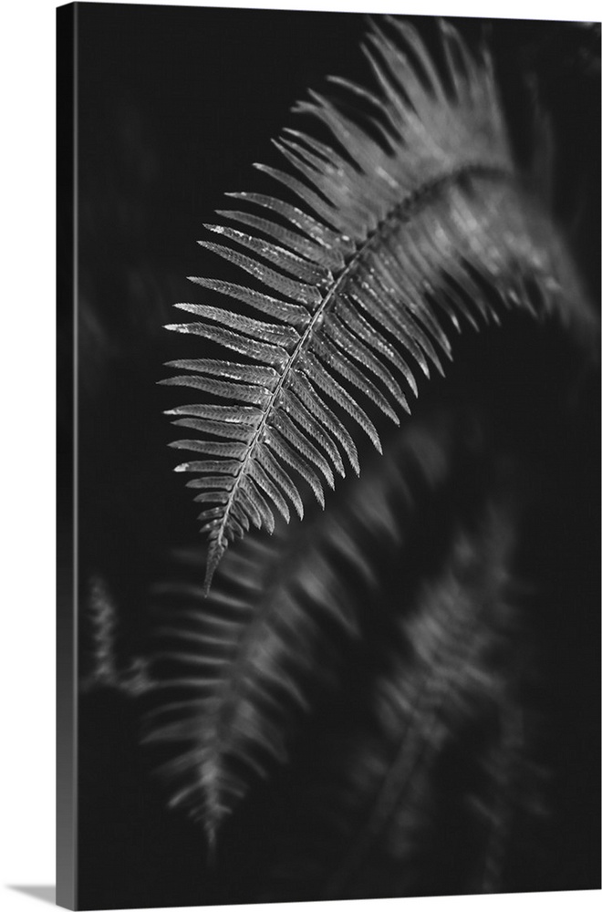 Black and white image of a fern leaf; Vancouver, British Columbia, Canada