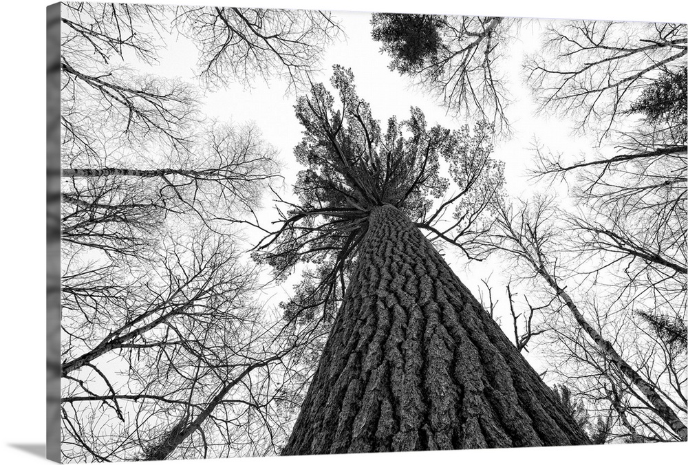 Black And White Image Of A Large White Pine, Ontario, Canada