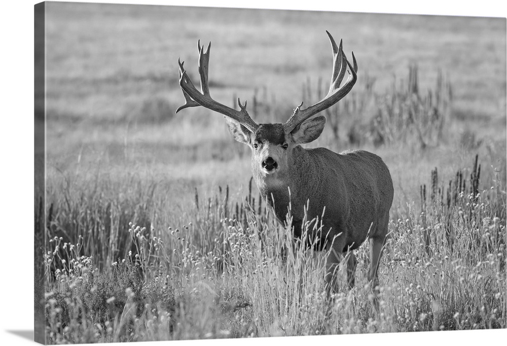 Black and white image of a mule deer (odocoileus hemionus) buck standing in a grass field, Denver, Colorado, united states...