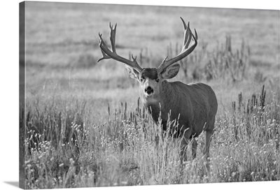 Black And White Image Of A Mule Deer, Buck Standing In A Grass Field, Denver, Colorado