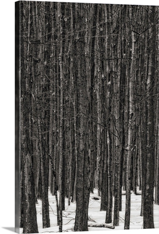 Black And White Of Ontario Forest, Canada Wall Art, Canvas