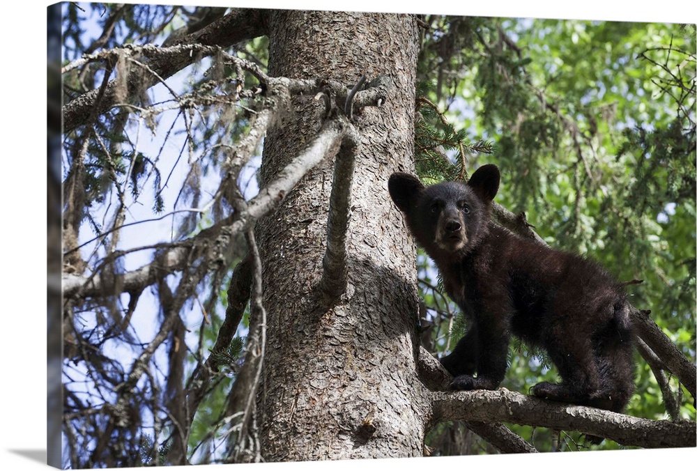 Black Bear (Ursus Americanus) Cub Climbing On A Tree Branch, South-Central Alaska; Alaska, United States Of America