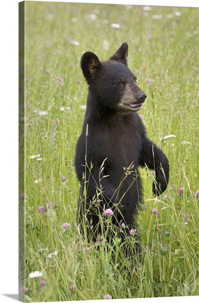Black Bear Cub In Meadow Of Wildflowers Minnesota Spring Captive
