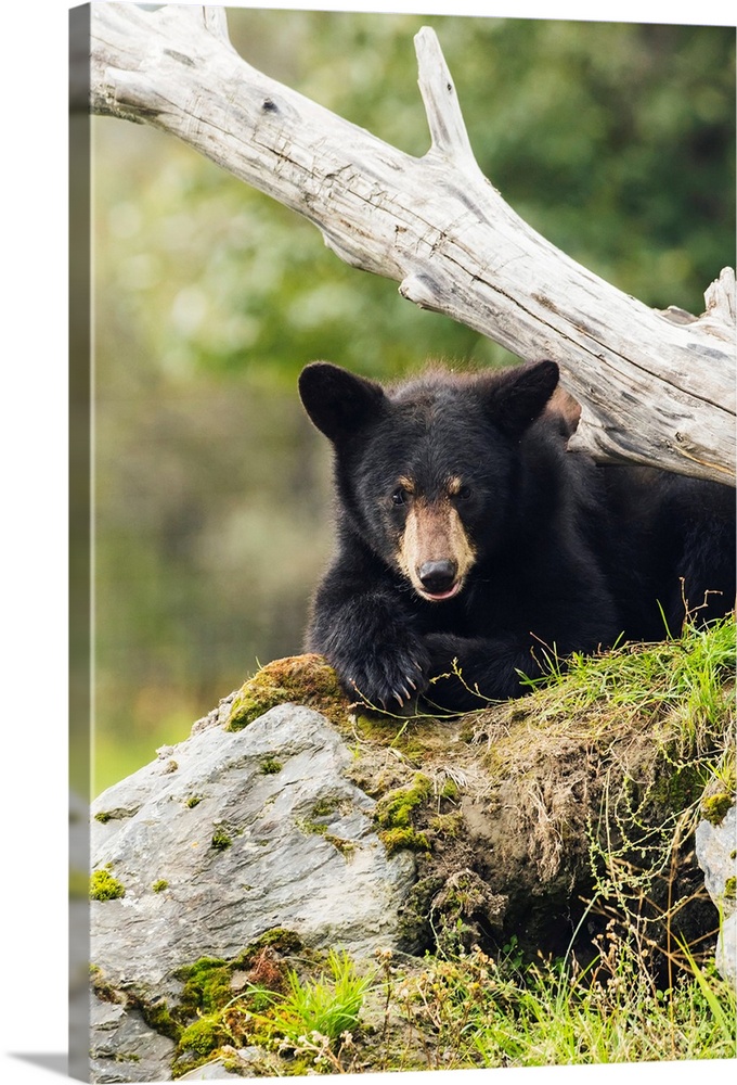 Black bear cub (ursus americanus), captive at the Alaska Wildlife Conservation Center, South-central Alaska, Portage, Alas...
