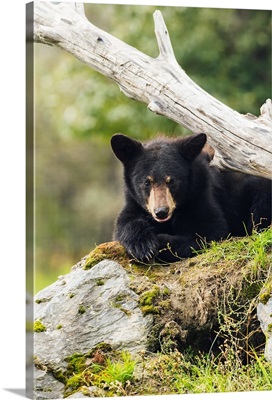 Black bear cub, South-central Alaska, Portage