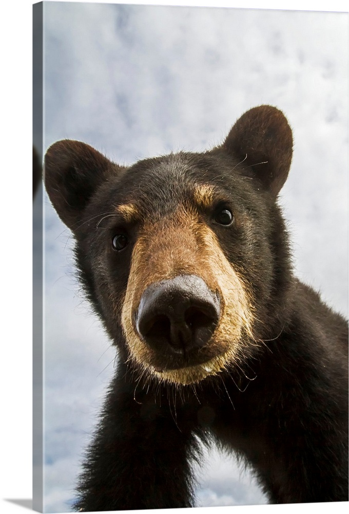 Black bear cub (ursus americanus), captive in Alaska Wildlife Conservation Center, South-central Alaska, Portage, Alaska, ...