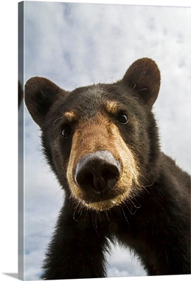 Black bear cub, South-central Alaska, Portage, Alaska
