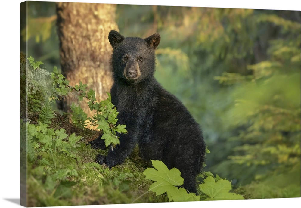 Black bear cub waiting for its mother while she is fishing for salmon along the shoreline, Tongass National Forest, Alaska