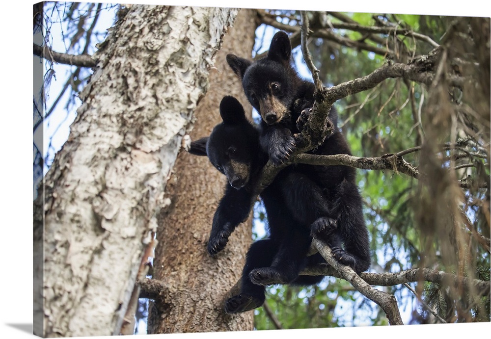 Black bear (ursus americanus) cubs playing on the tree branches, south-central Alaska, Alaska, united states of America.