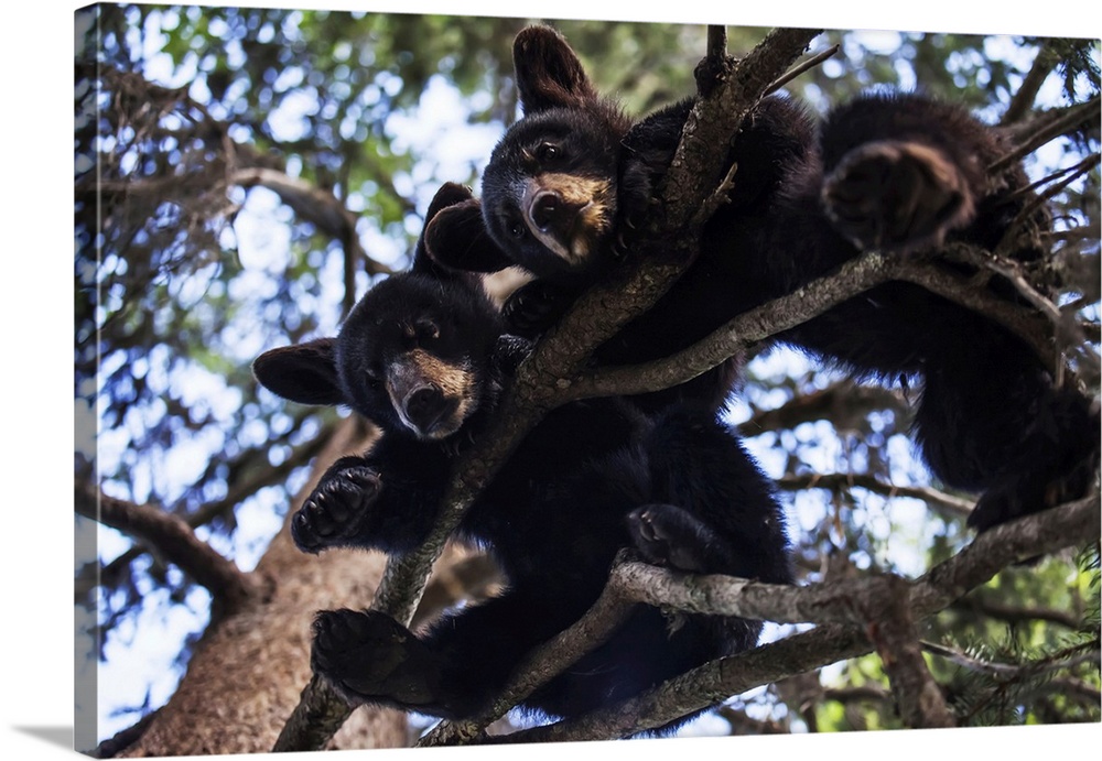 Black bear (ursus americanus) cubs resting on the tree branches, south-central Alaska, Alaska, united states of America.