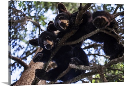 Black Bear Cubs Resting On The Tree Branches, South-Central Alaska, Alaska