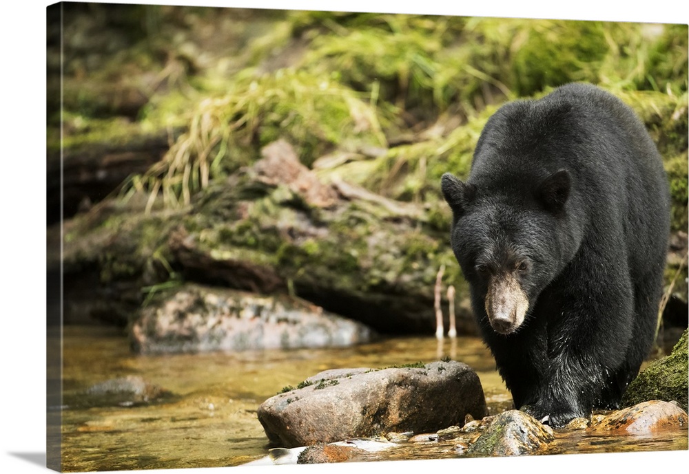 Black bear (Ursus americanus) fishing in the Great Bear Rainforest; Hartley Bay, British Columbia, Canada