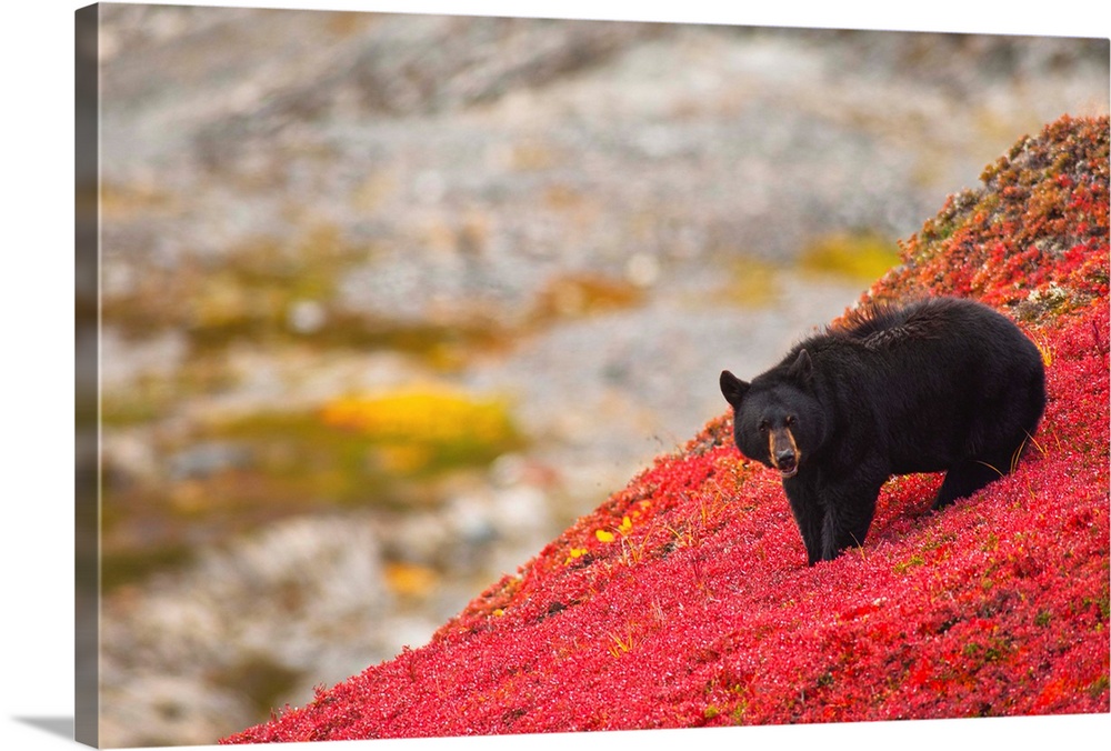 A black bear foraging for berries on a bright red patch of tundra on a fall day near the Harding Icefield Trail at Exit Gl...