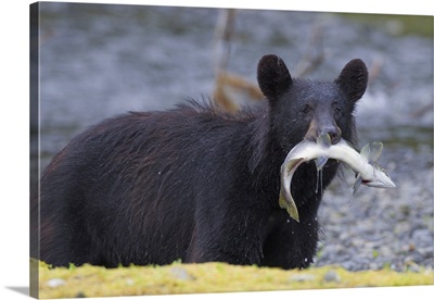 Black Bear With Pink Salmon In Its Mouth, Prince William Sound, Southcentral Alaska