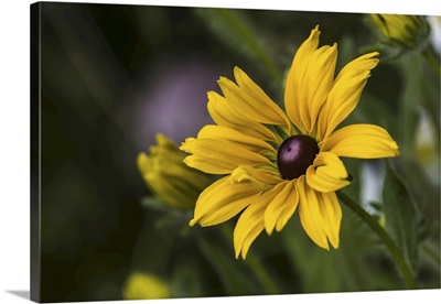 Black-Eyed Susan (Rudbeckia Hirta) Blooms In A Flower Garden, Astoria, Oregon
