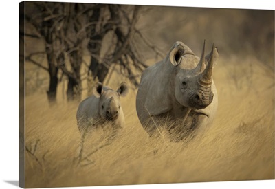 Black Rhinoceros And Calf, Etosh National Park, Otavi, Oshikoto, Namibia