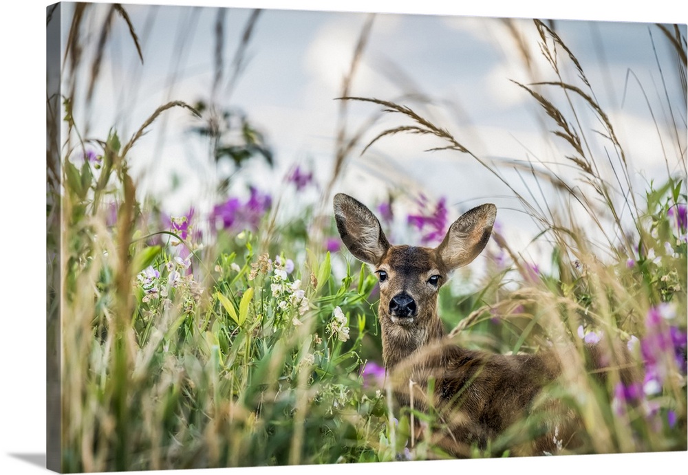A Black-tailed deer (Odocoileus hemionus) finds concealment in tall grass at Cape Disappointment State Park; Ilwaco, Washi...