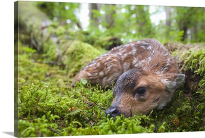 Black-tailed deer fawn lying in moss, Montague Island, Prince William Sound, Alaska