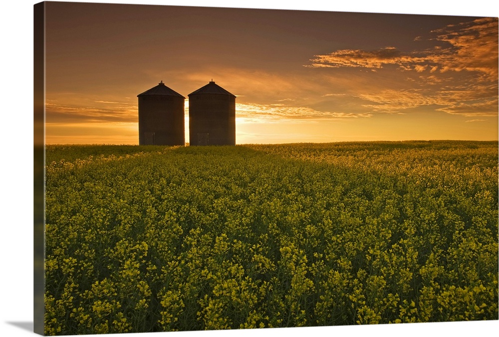Bloom Stage Canola Field With Grain Bins, Manitoba, Canada