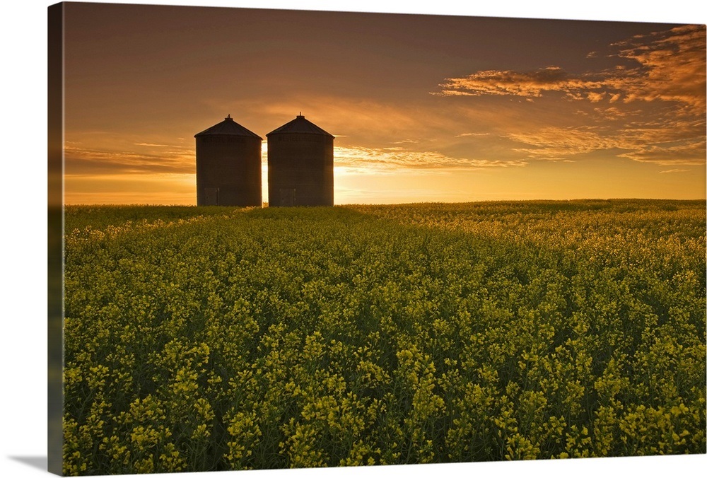 Bloom Stage Canola Field With Grain Bins, Manitoba, Canada Wall Art ...