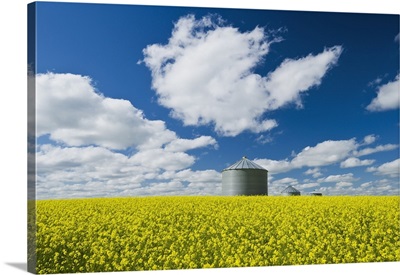 Bloom Stage Mustard Field And Grain Bin, Ponteix, Saskatchewan, Canada