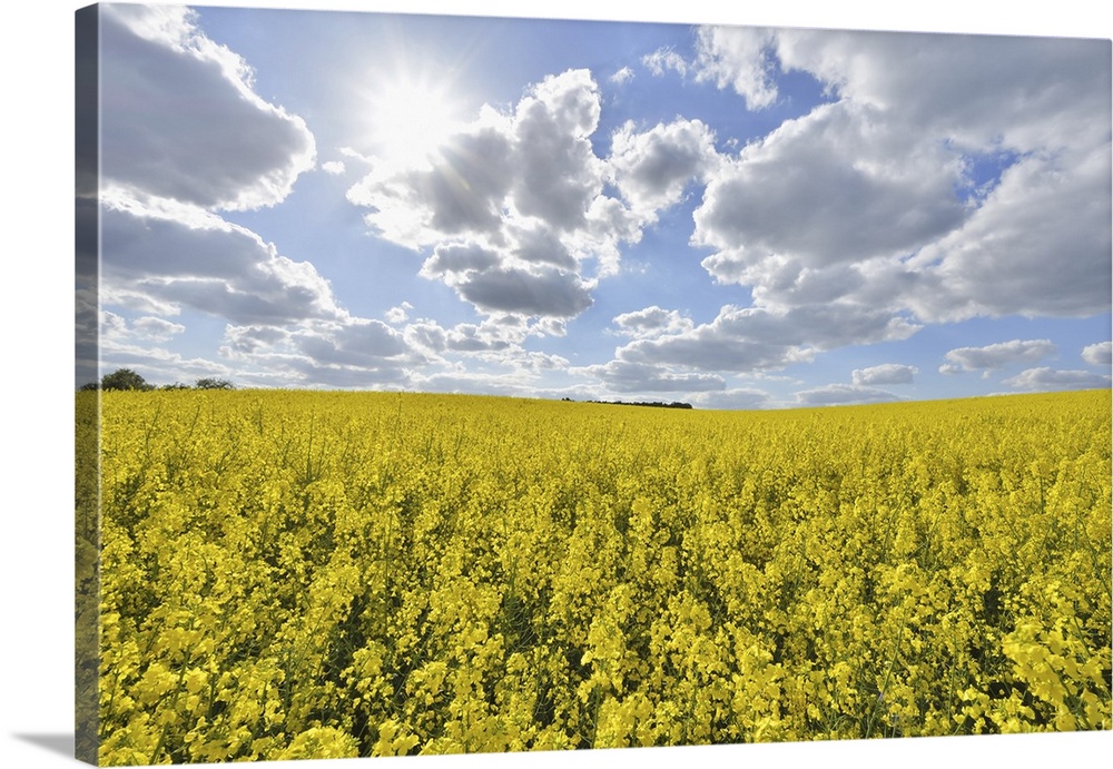 Blooming Canola Field with Sun in Spring, Schmachtenberg, Spessart, Franconia, Bavaria, Germany