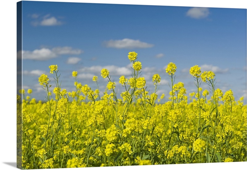 Blooming Mustard Field, Ponteix Saskatchewan, Canada Great Big Canvas