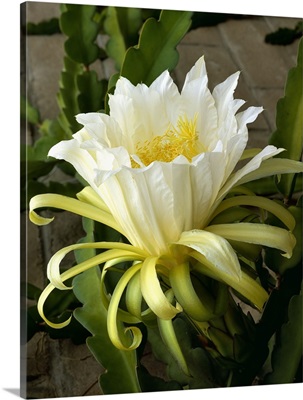 Blossom of the Climbing Cactus, (Hylocereus), a cactus fruit grown in Mexico