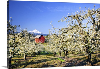 Blossoming Apple Trees In An Orchard And Mount Hood In The Distance, Hood River, Oregon