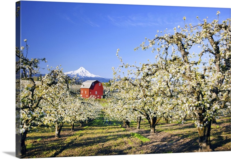 Blossoming Apple Trees In An Orchard And Mount Hood In The Distance