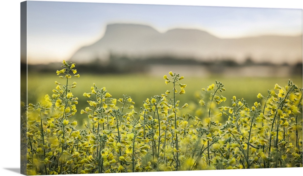 Close-up of blossoming canola (Brassica napus) in a field at sunset with mountains in the distance; Thunder Bay, Ontario, ...