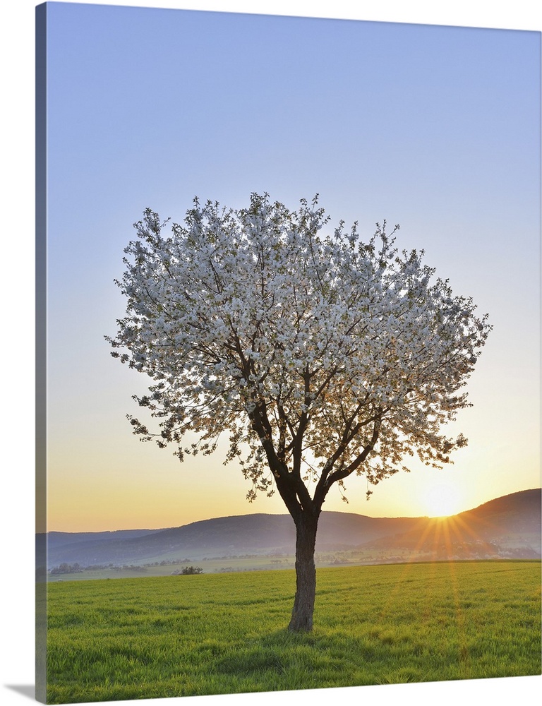 Blossoming Cherry Tree in Spring at Sunrise, Miltenberg, Spessart, Franconia, Bavaria, Germany