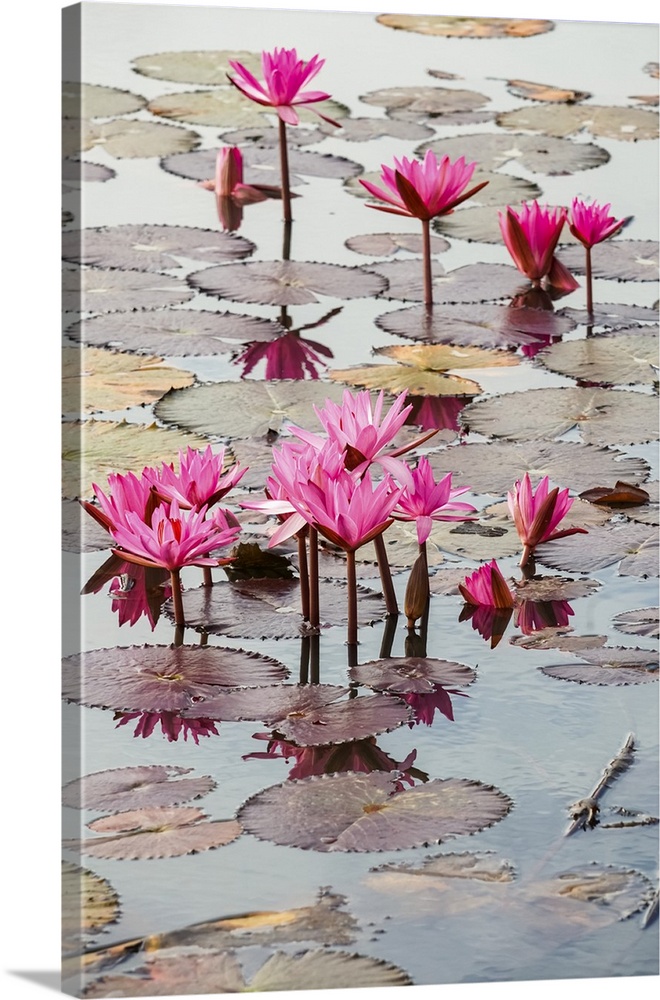 Blossoming fuchsia lotus (Nelumbo) plants, Red Lotus Sea, Nong Han Lake; Thailand.