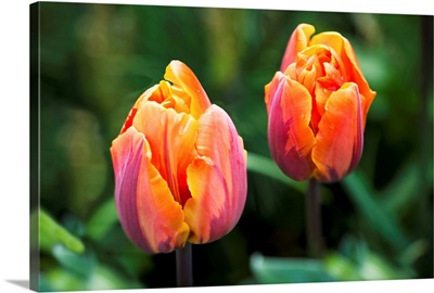 Blossoming multi-coloured tulips, British Columbia, Canada